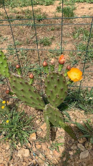 فيلا Quinta Pedro E Ines براغانسا المظهر الخارجي الصورة