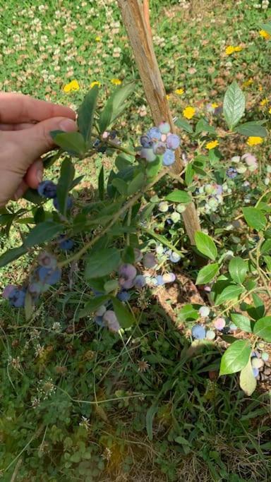 فيلا Quinta Pedro E Ines براغانسا المظهر الخارجي الصورة