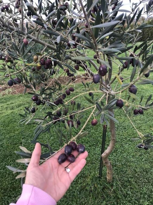 فيلا Quinta Pedro E Ines براغانسا المظهر الخارجي الصورة